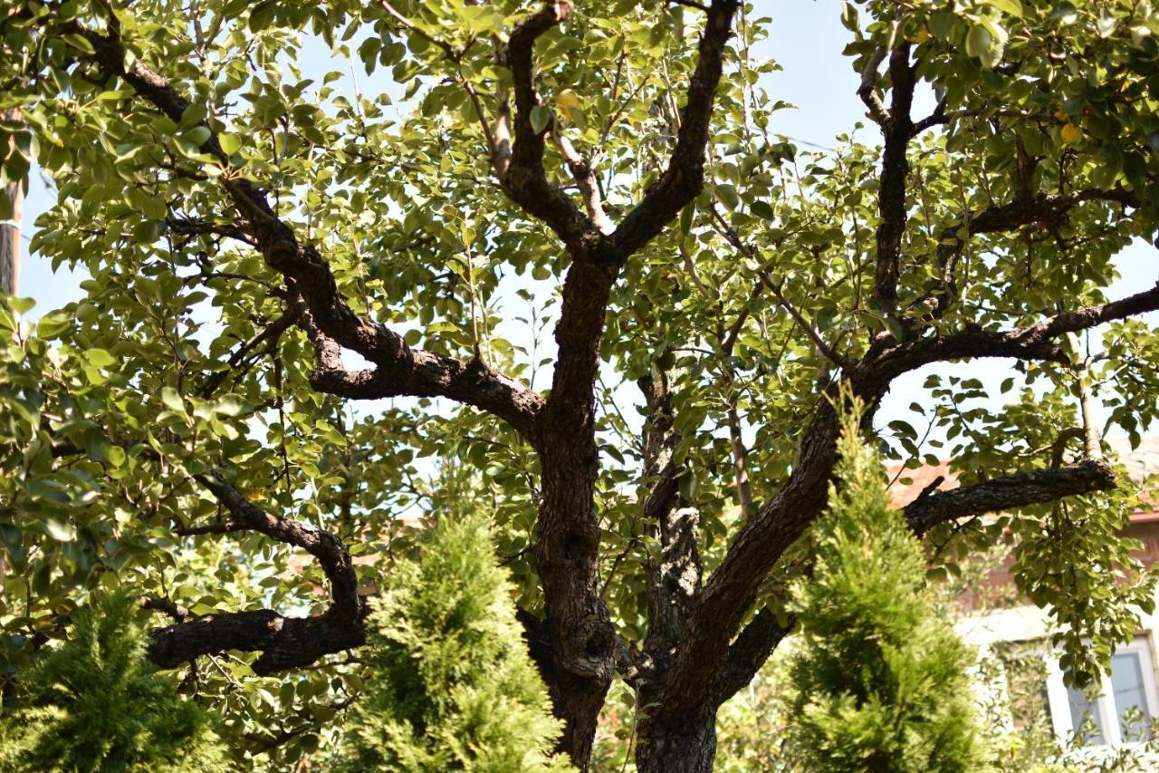 Konak Garavi Sokak Kursumlija Dış mekan fotoğraf